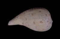 藏品(小枇杷螺)的圖片